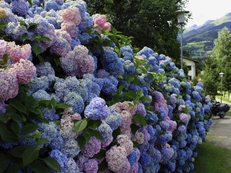 Гортензия Боденси