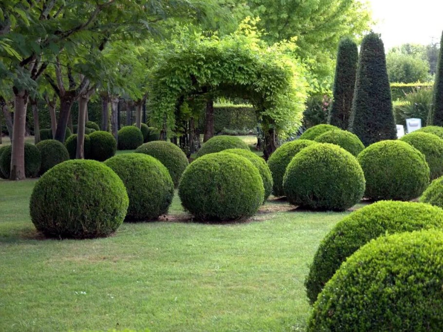 Самшит Buxus