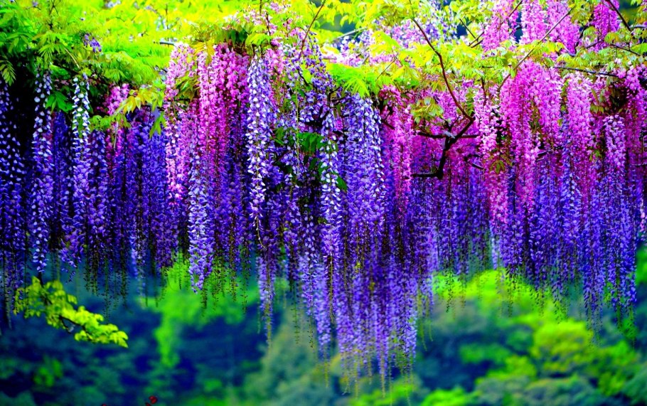 Цветущая Лиана Глициния