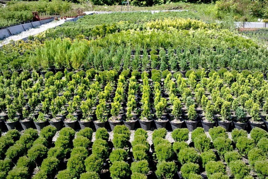 Нолина цветение