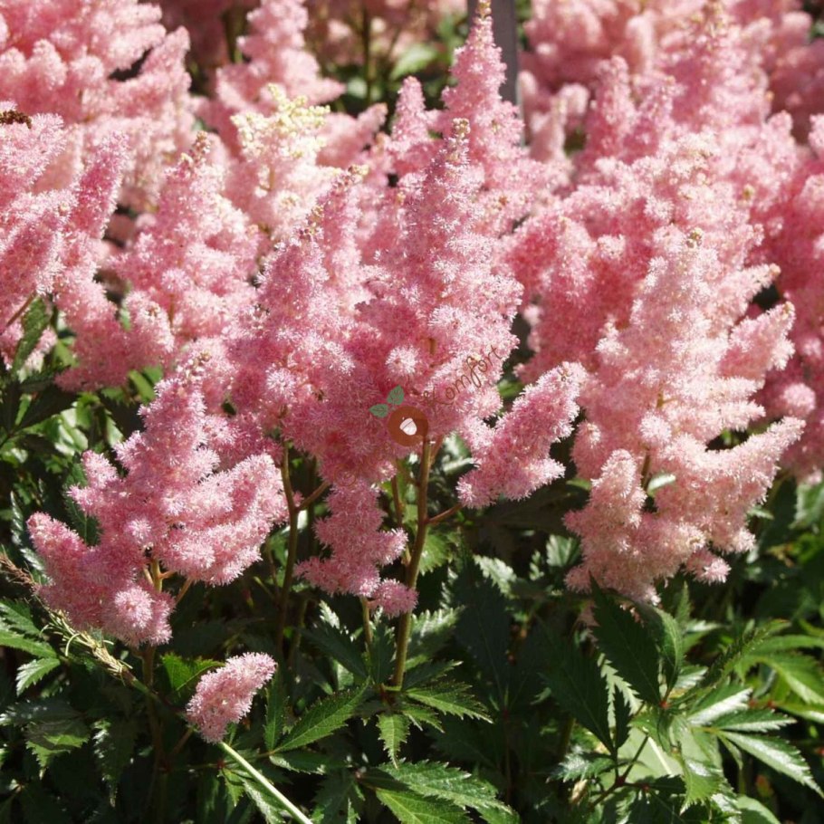 Астильба Арендса Америка