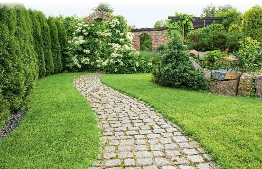 Туя Даника Живая изгородь