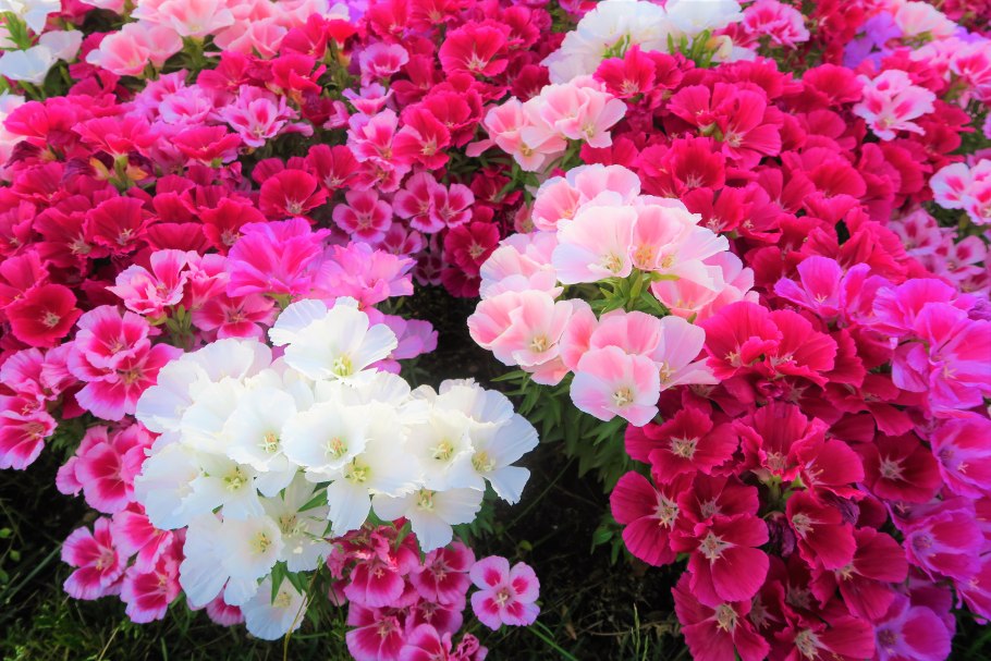 Флоксы метельчатые многолетние