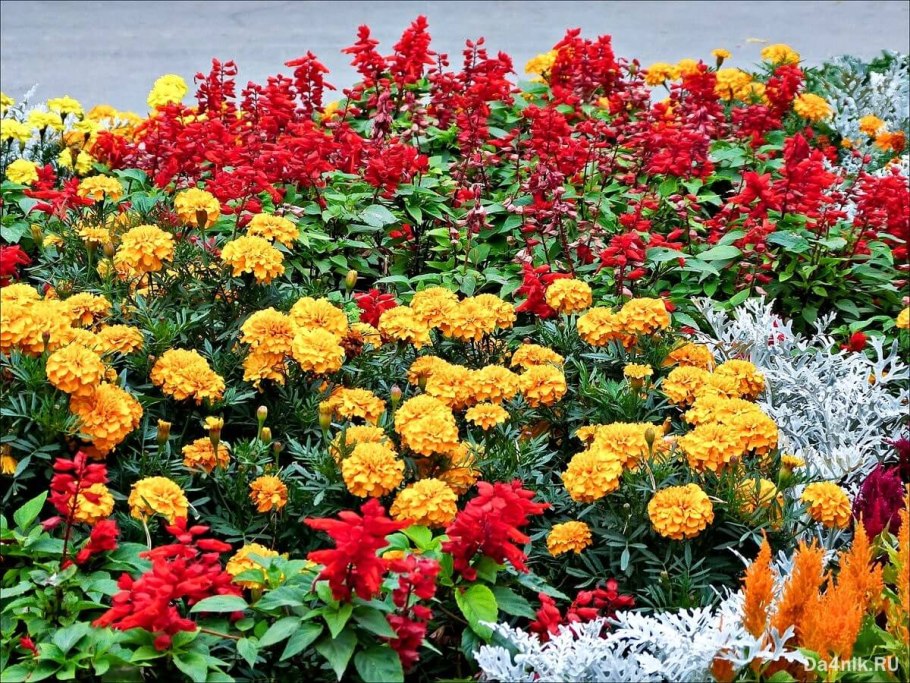 Клумба с полевыми цветами