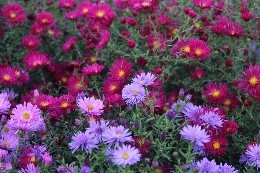 Обриета Каскад Парпл