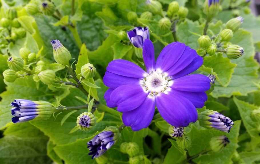 Гвоздика бородатая - Dianthus barbatus