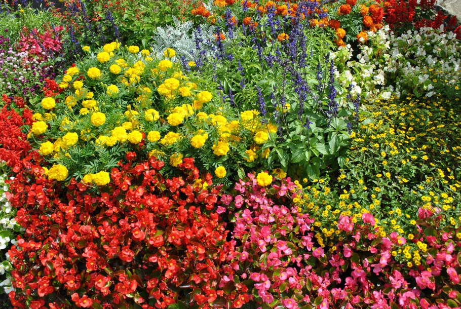 Антирринум львиный зев