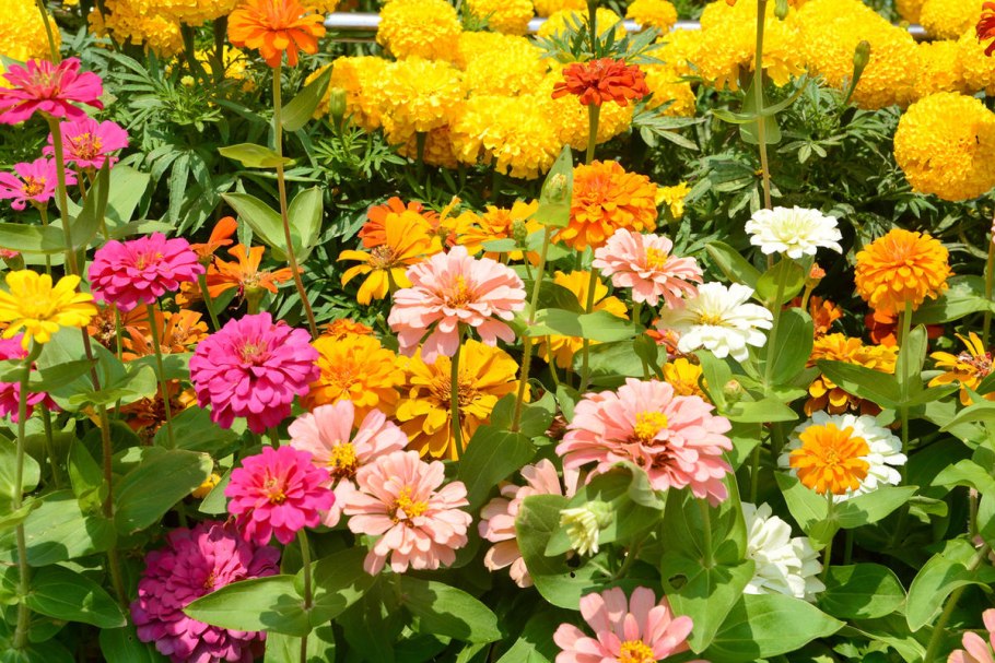 Цинерария Джестер микс