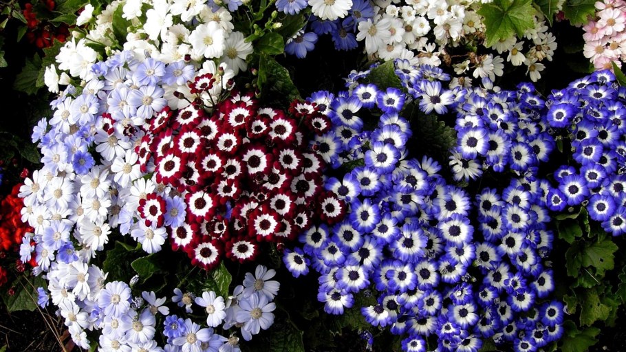 Низкорослые бордюрные георгины