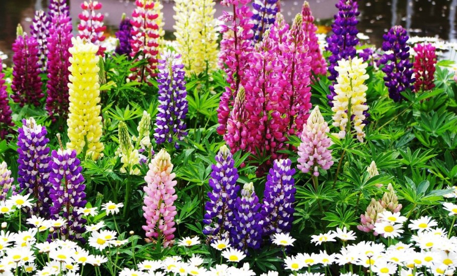 Однолетники с розовыми цветами