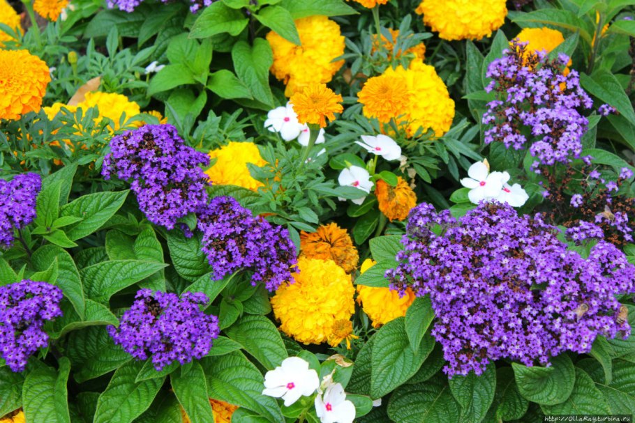 Остеоспермум Санни