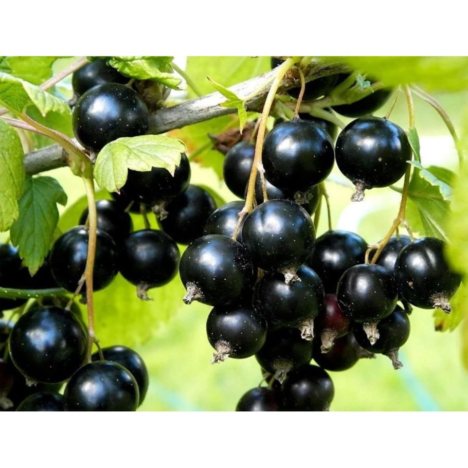 Смородина черная бинар