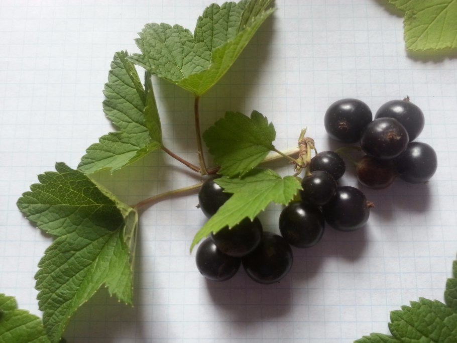 Смородина черная Тибен