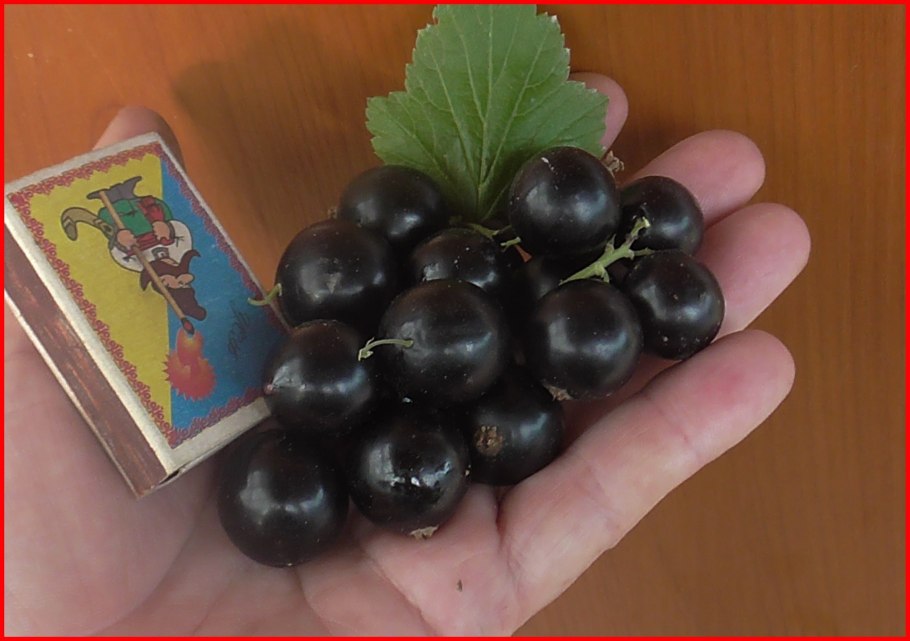 Смородина черная лентяй