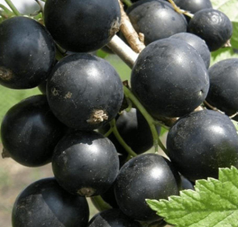Смородина черная – ribes nigrum