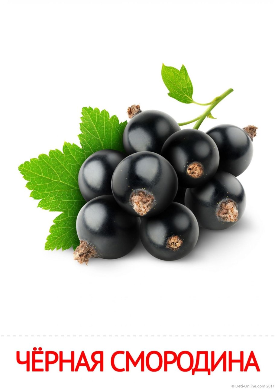 Смородина черная Дачница