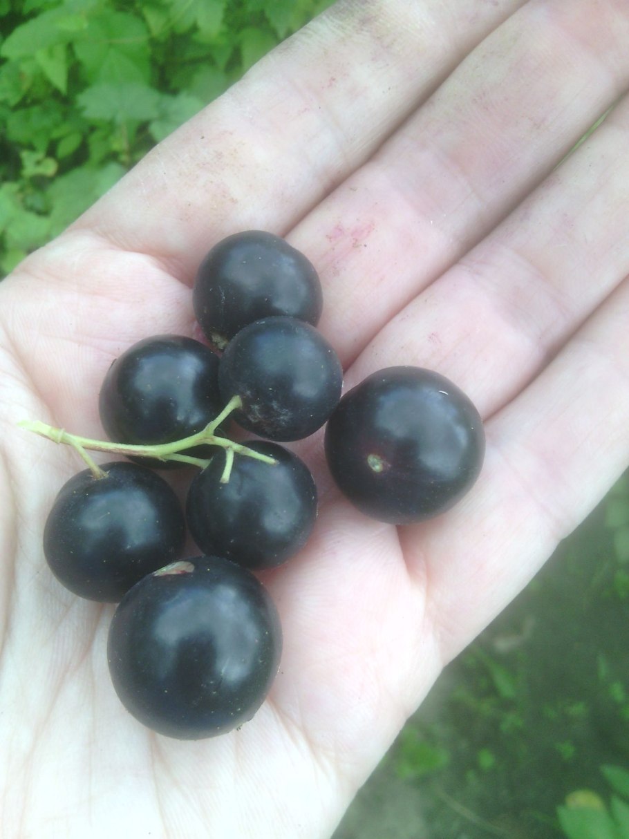 Смородина черная чаровница