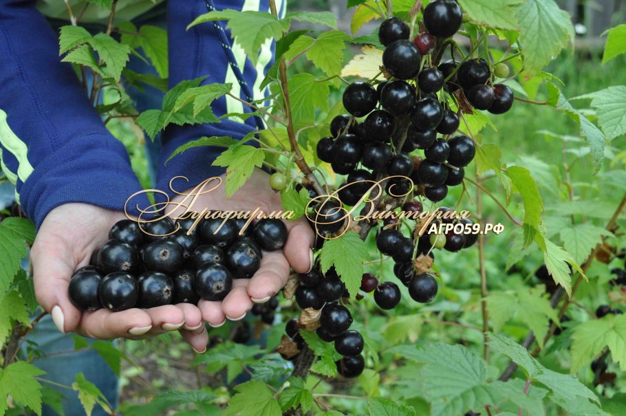 Черная смород Ленинградский великан