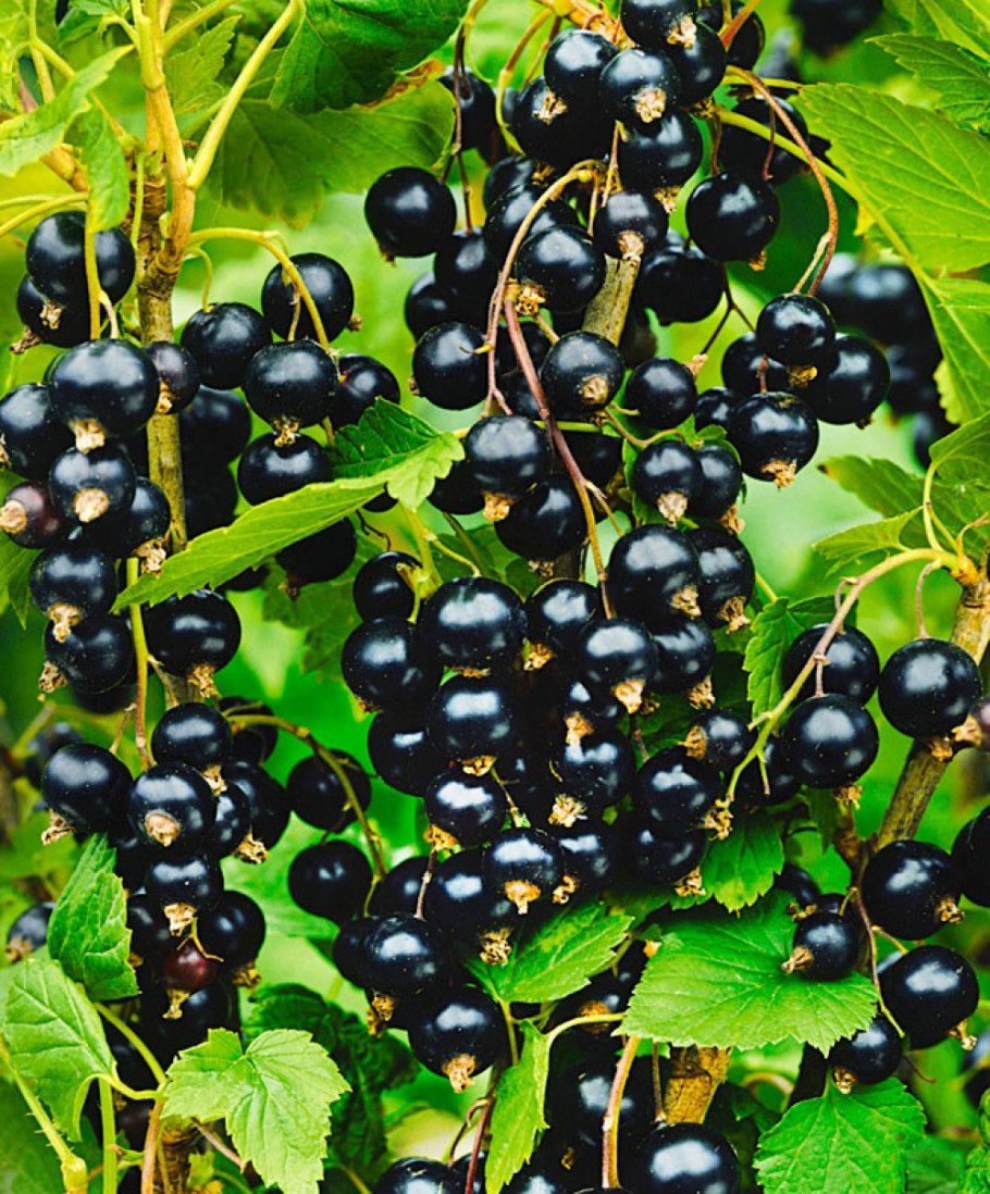 Смородина черная Гулливер