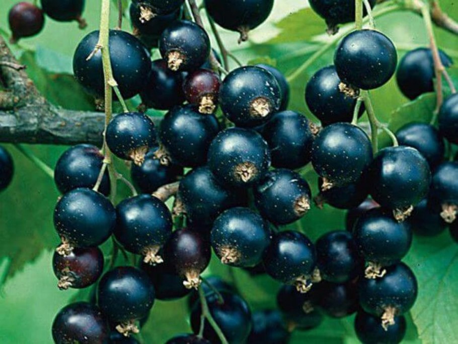 Смородина черная Пигмей