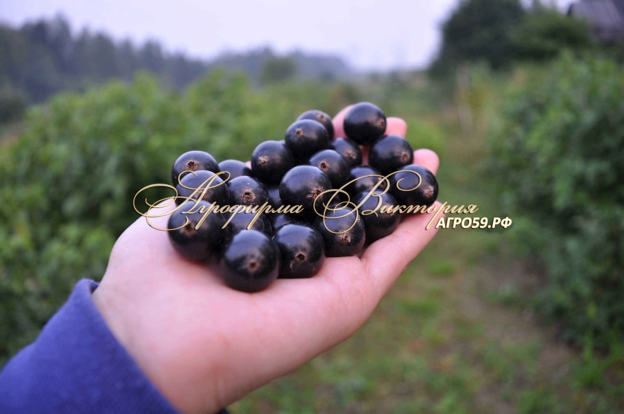 Смородина сорт Пигмей