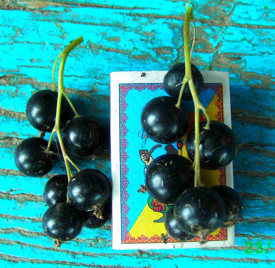 Смородина черная Литвиновская