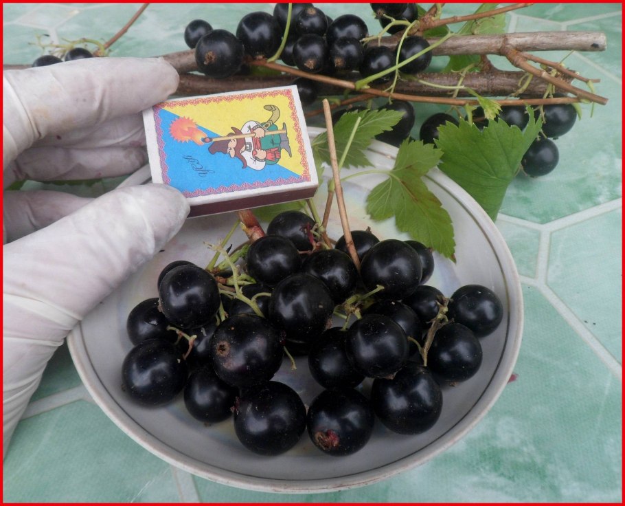Смородина черная – ribes nigrum