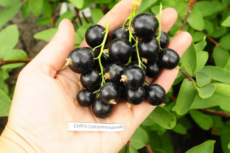 Смородина чёрная Тисель
