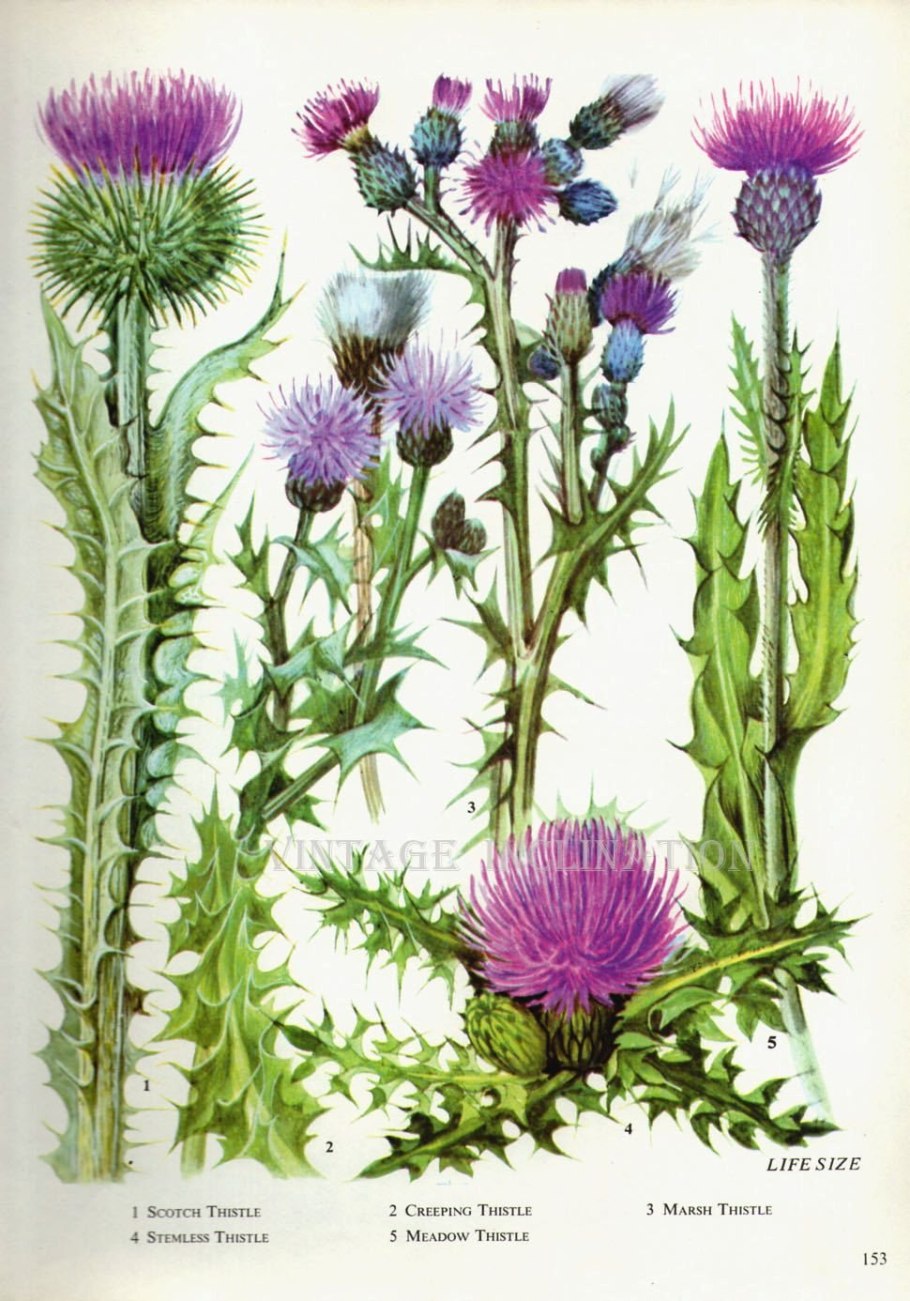 Бодяк обыкновенный семена