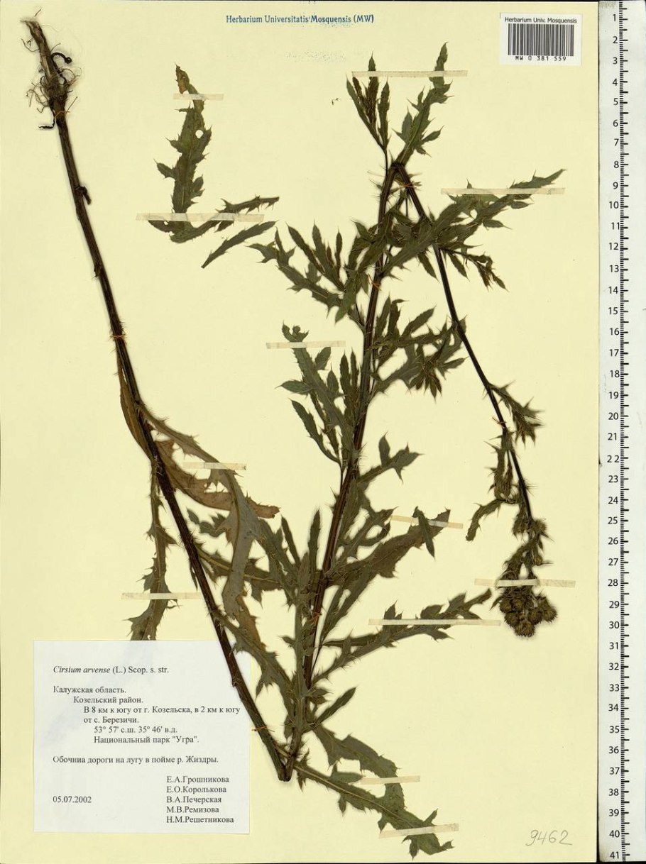 Осот Скерда