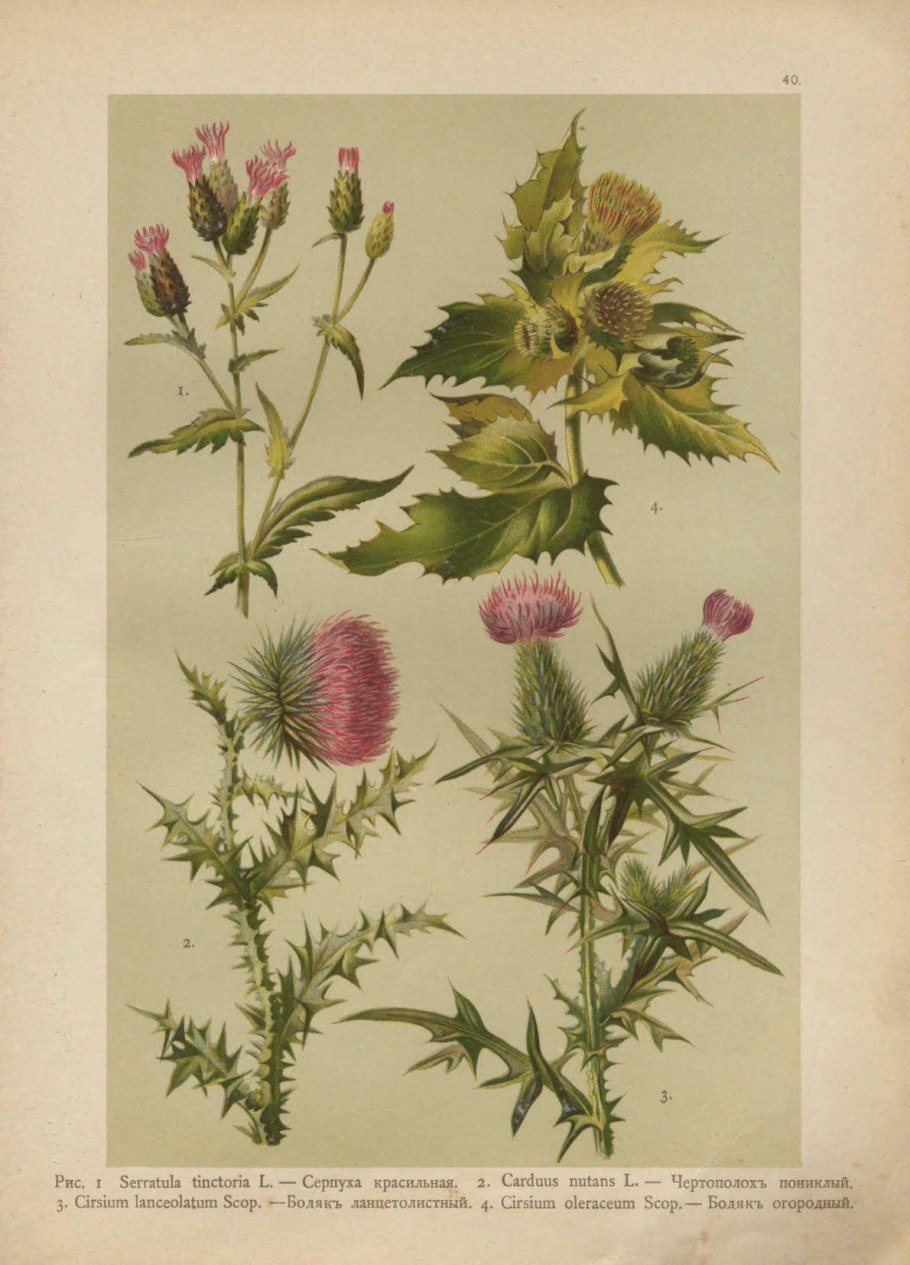 Ботанический атлас чертополох