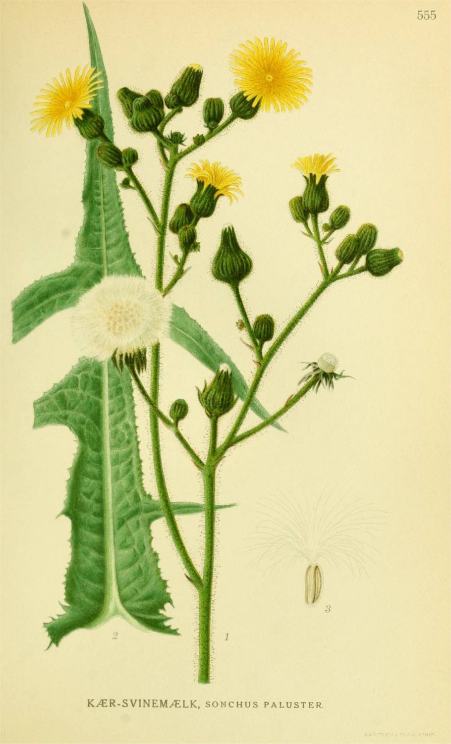 Татарник колючий (Onopordum acanthium)