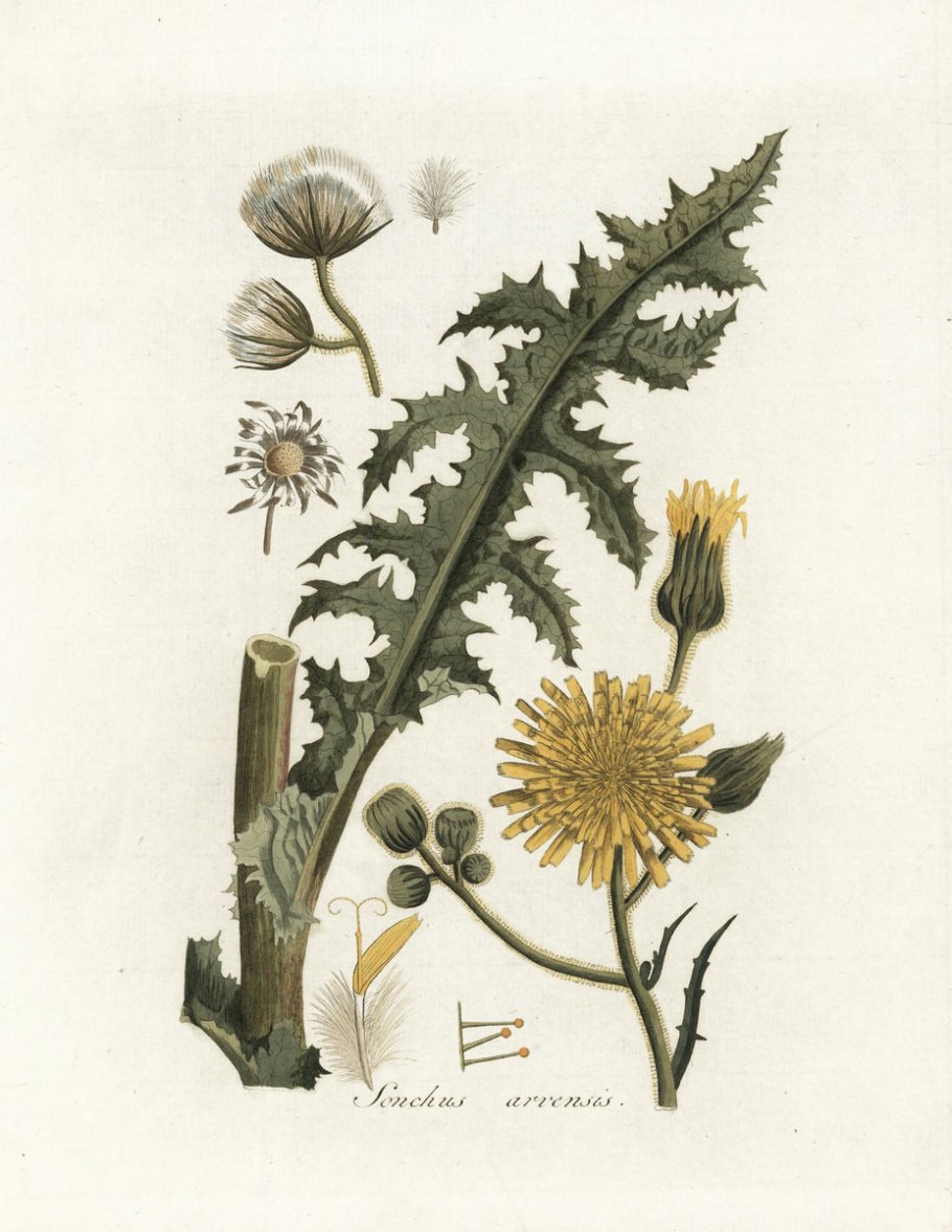 Чертополох Ботаническая иллюстрация