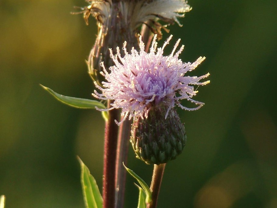 Расторопша пятнистая ботаника