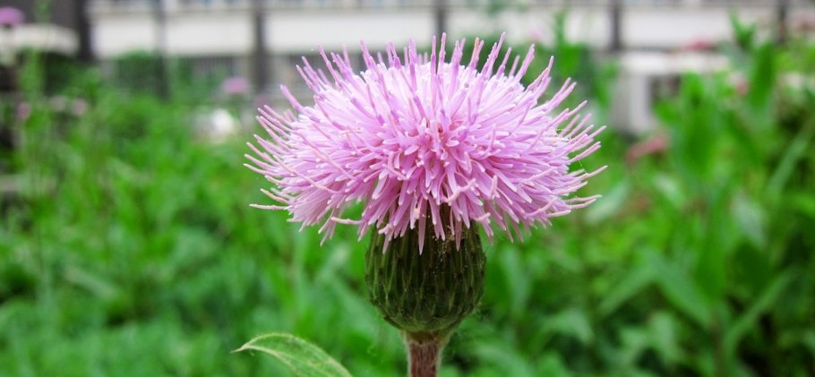 Осот полевой семена