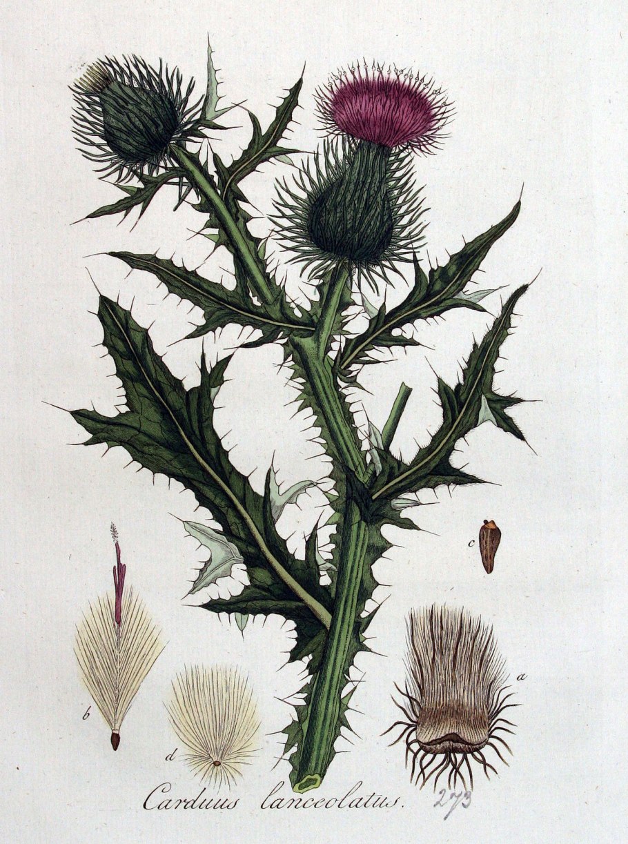 Осот полевой сорняк