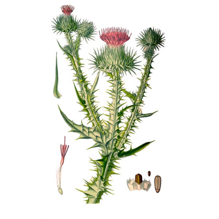 Чертополох курчавый Carduus crispus l.