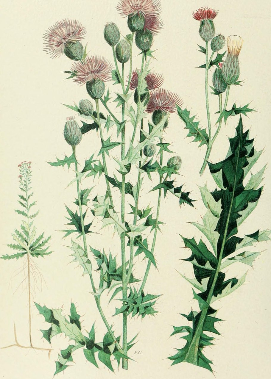 Cirsium vulgare иллюстрация