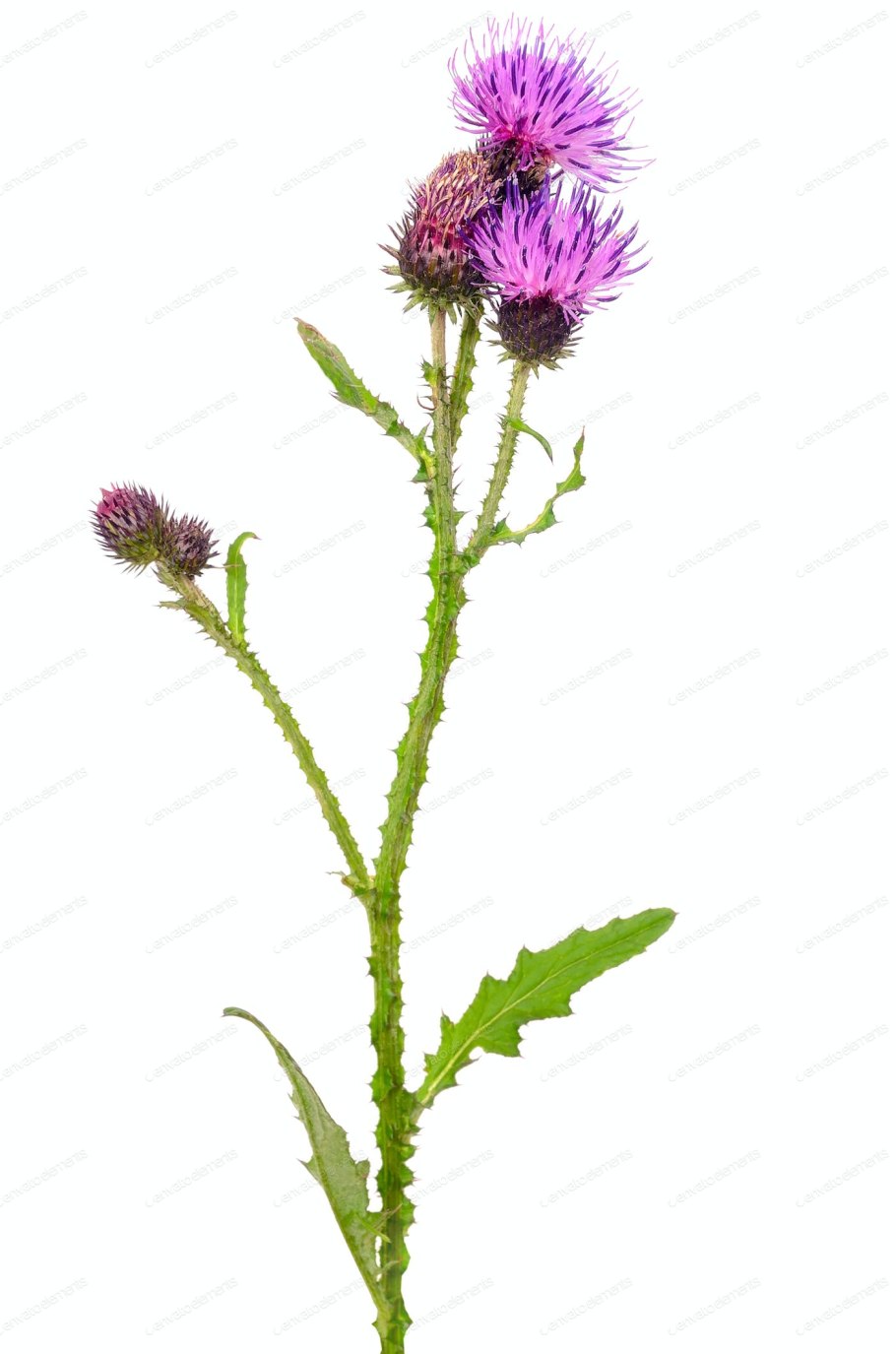 Бодяк полевой (осот розовый) Cirsium arvense