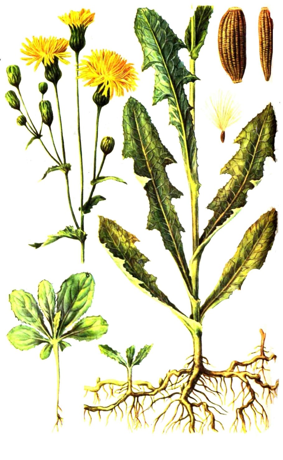 Бодяк обыкновенный Cirsium vulgare Ботаническое