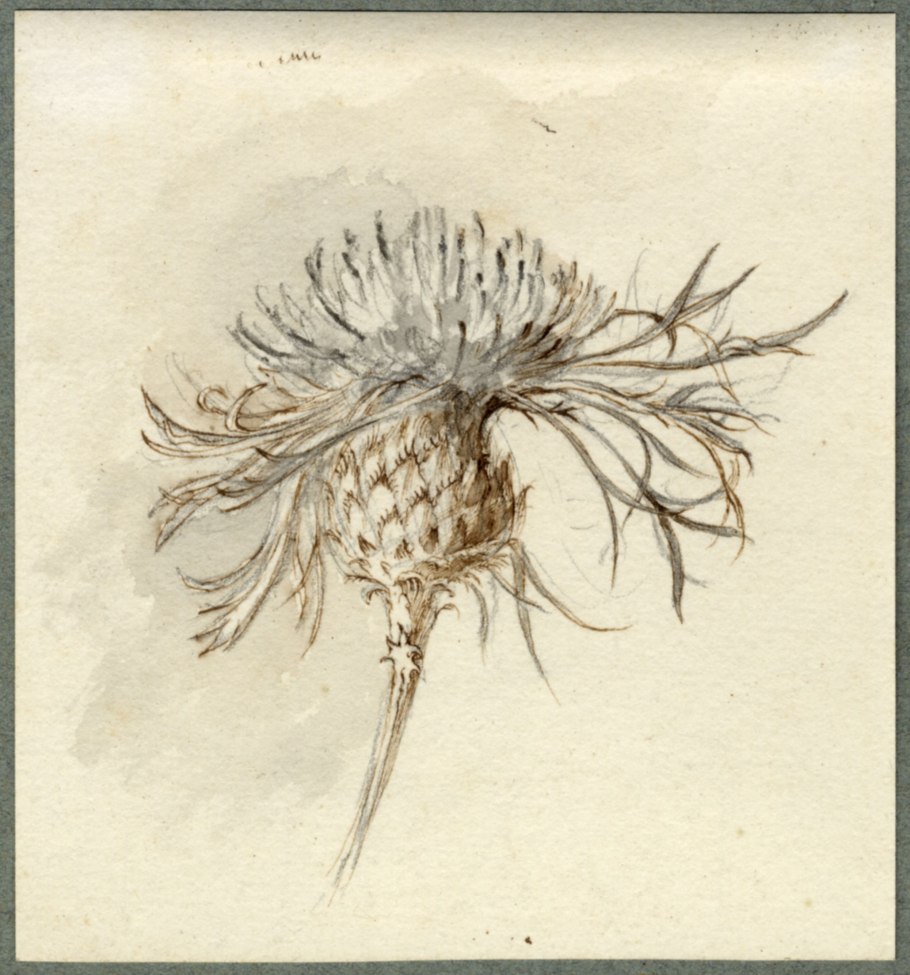 Бодяк полевой Ботанический рисунок