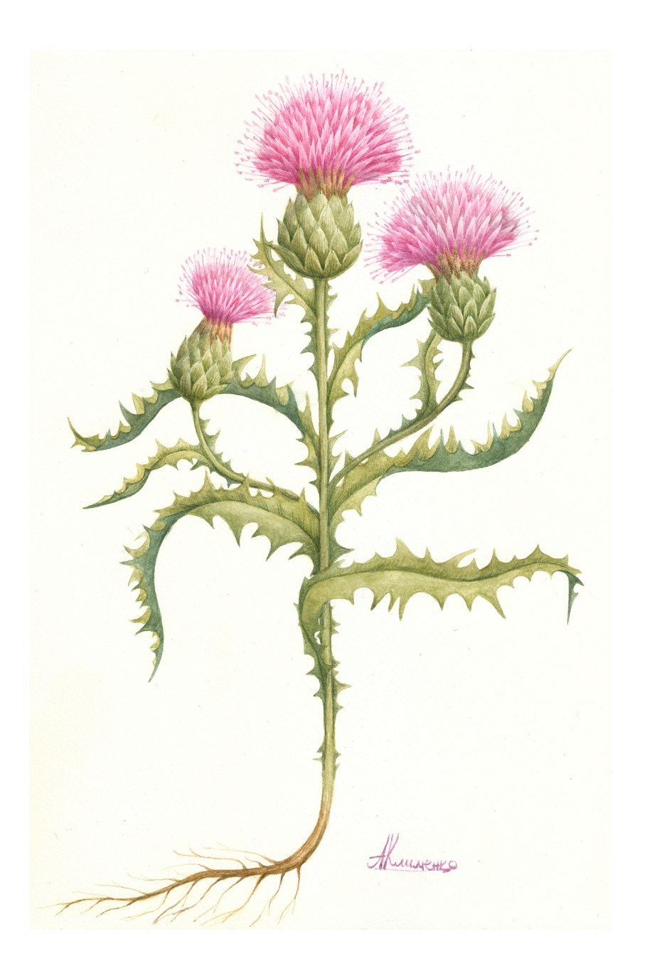 Cirsium arvense гербарий