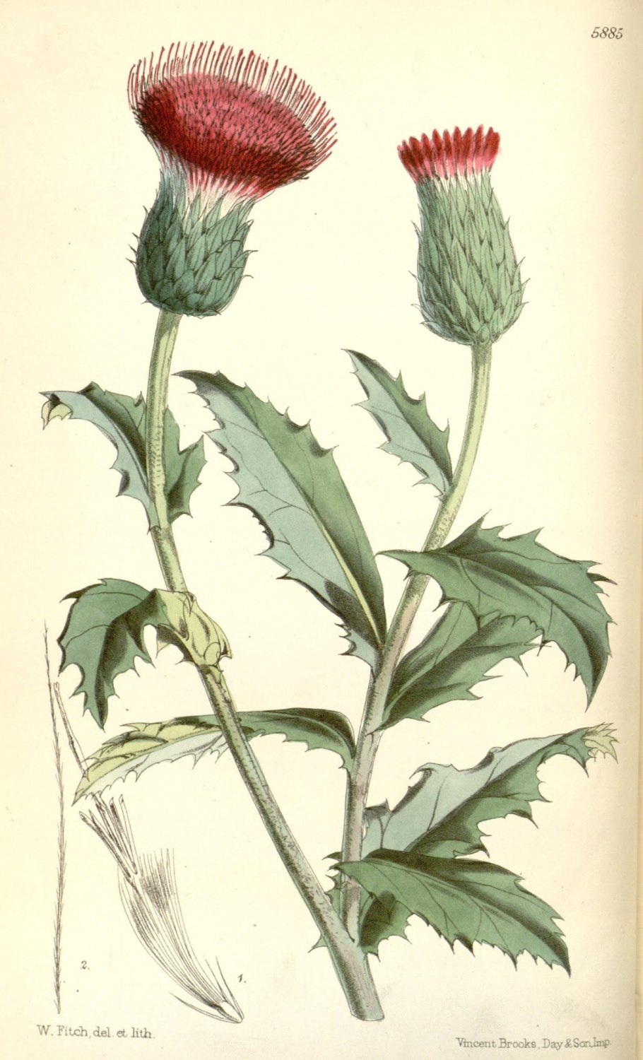 Татарник колючий (чертополох) листья