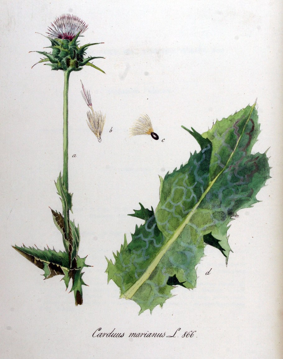 Раскраски сорняки осот