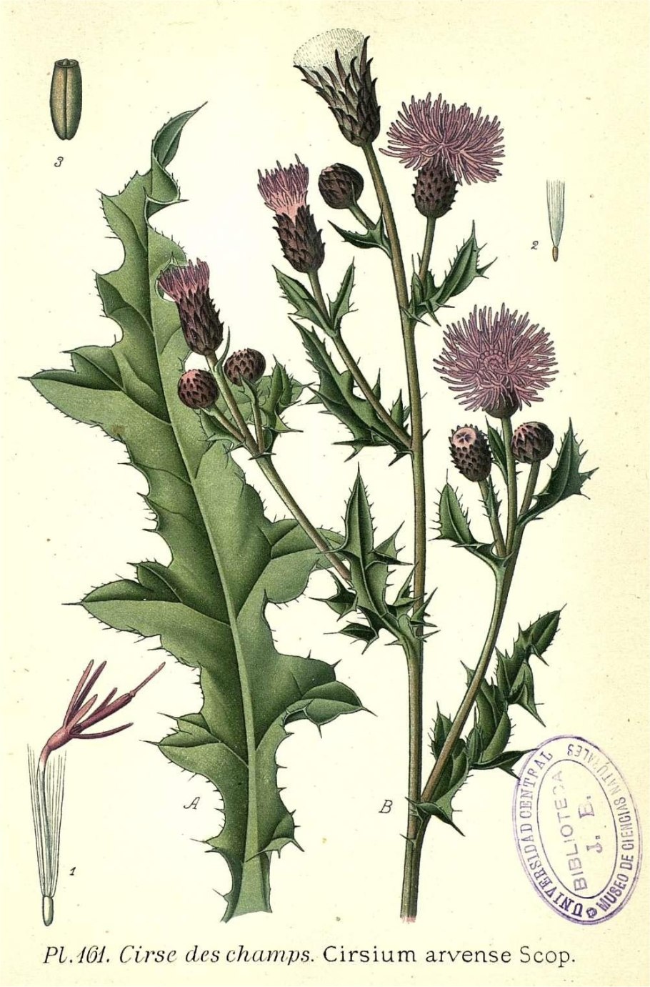 Чертополох репейник лопух