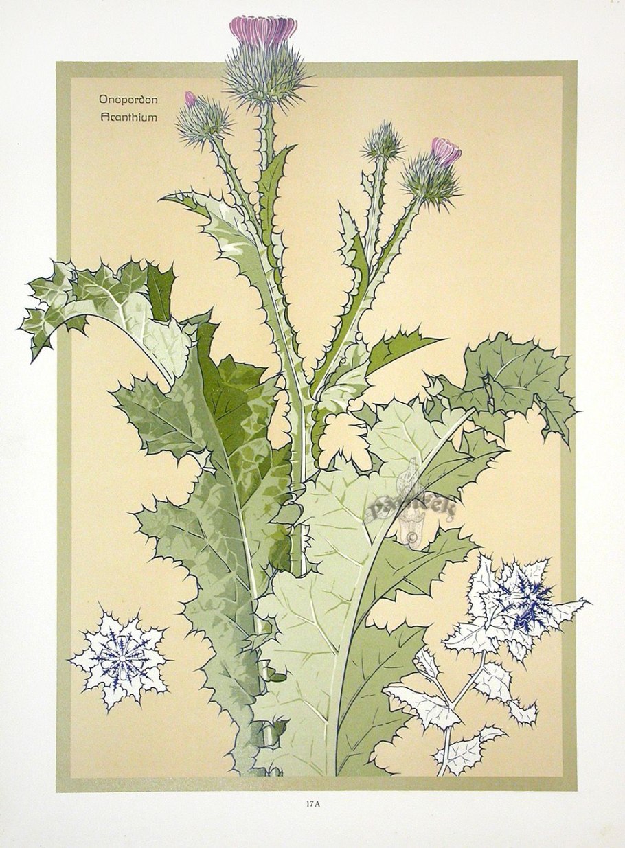 Бодяк полевой