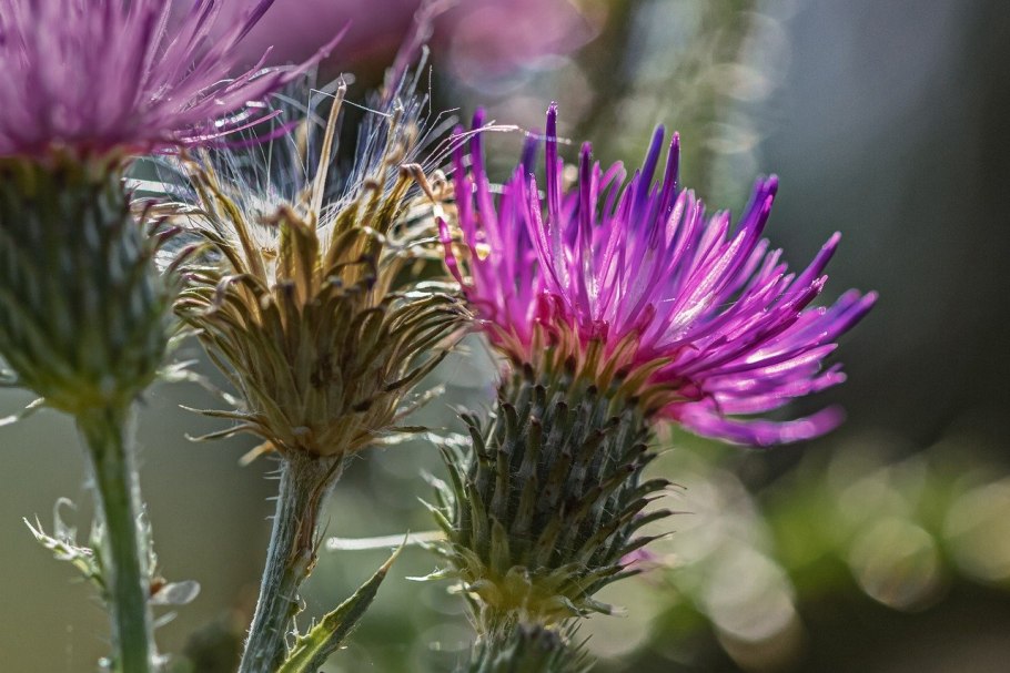 Бодяк разнолистный