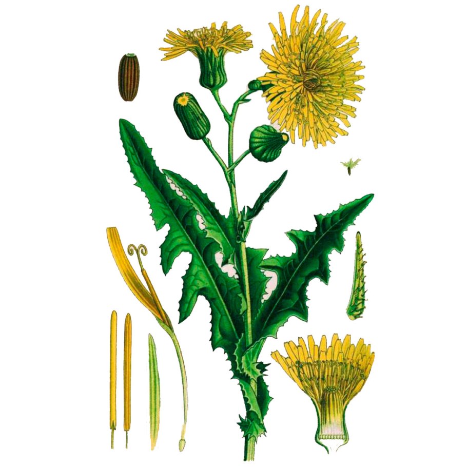 Расторопша пятнистая