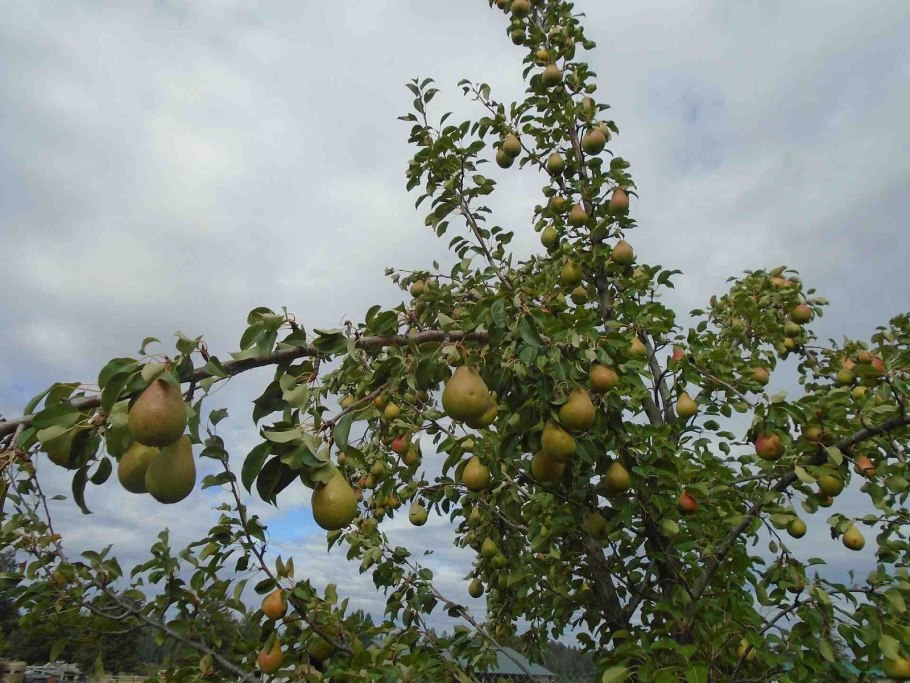 Груша самая Старая