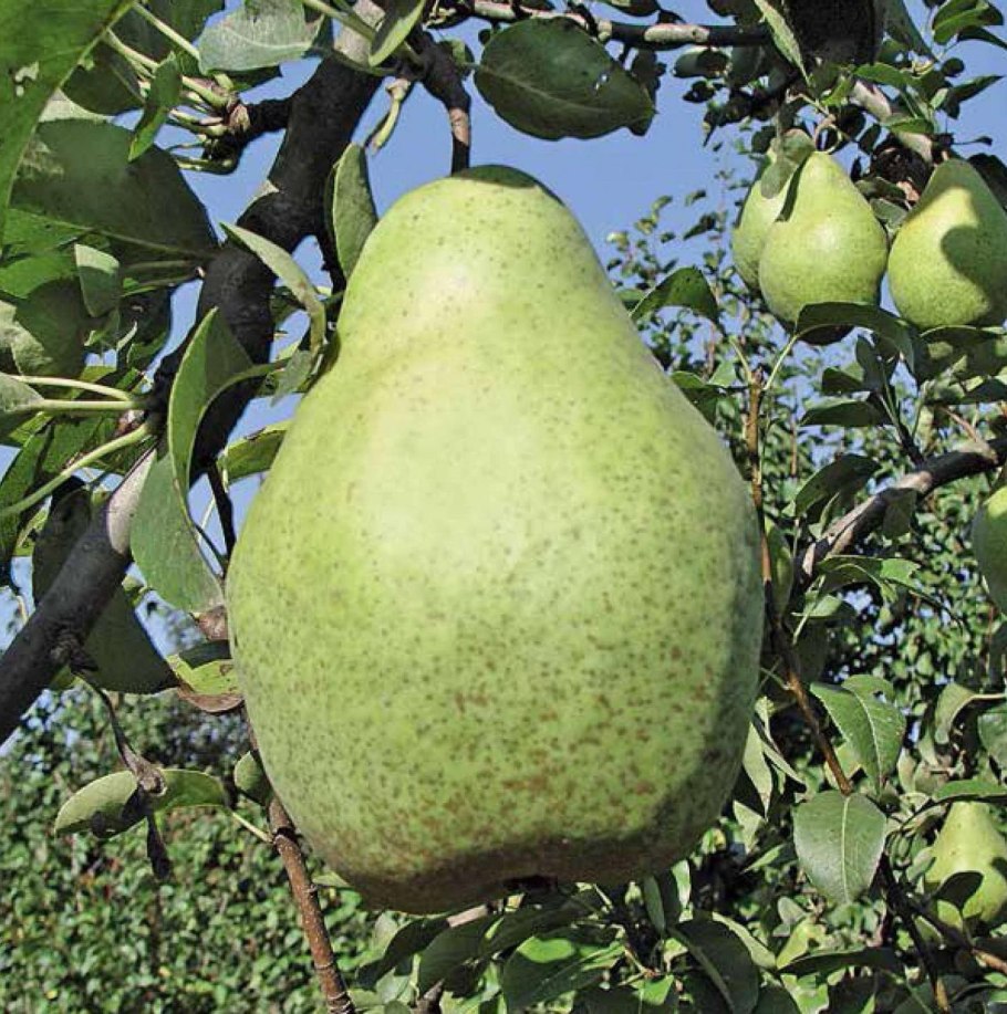 Сорт груши бергамот